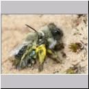 Andrena vaga - Weiden-Sandbiene -16- 01.jpg